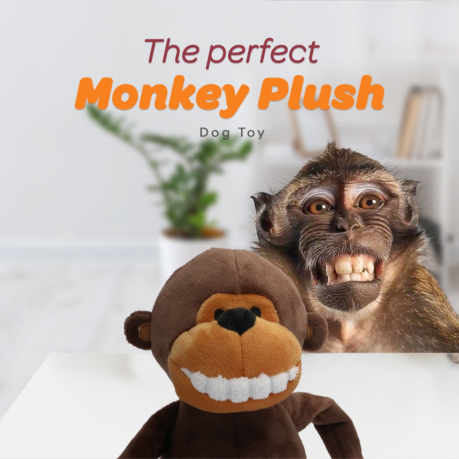 Explore Playful Styles with Naughty Monkey Shoes – DogDog