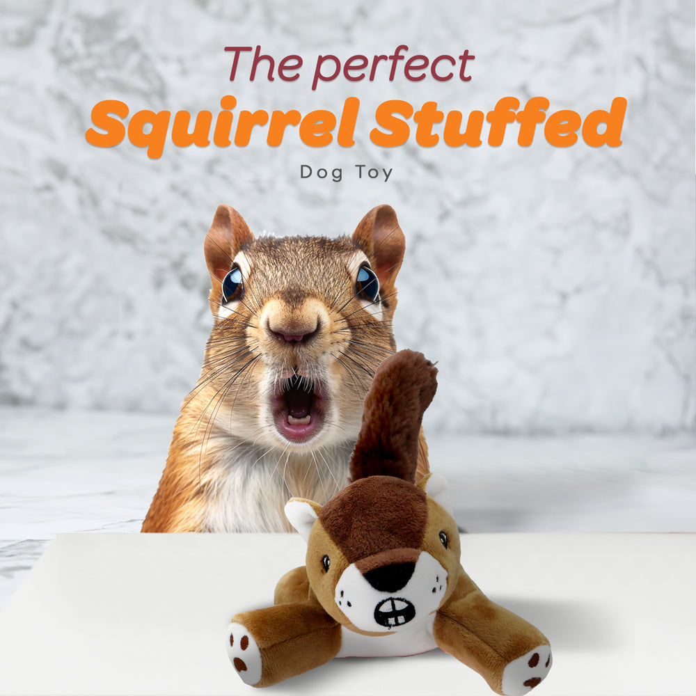 Gary - Surprised Squirrel - Stuffed Animal Dog Toy